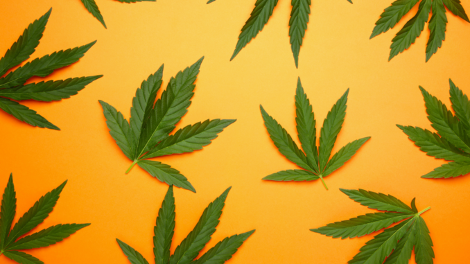 Cannabis (über cozmo news)