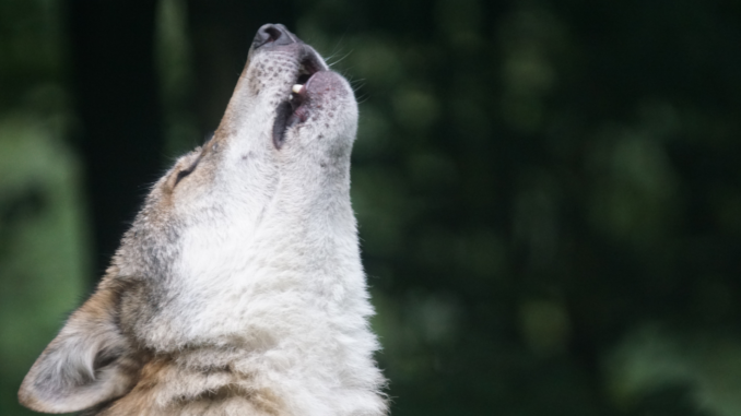 Wolf (über cozmo news)