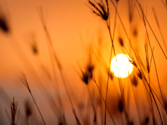 Juli 2023 war heißester Monat seit Messbeginn