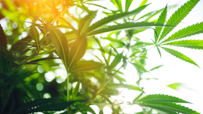 Hanfplantage (über cozmo news)