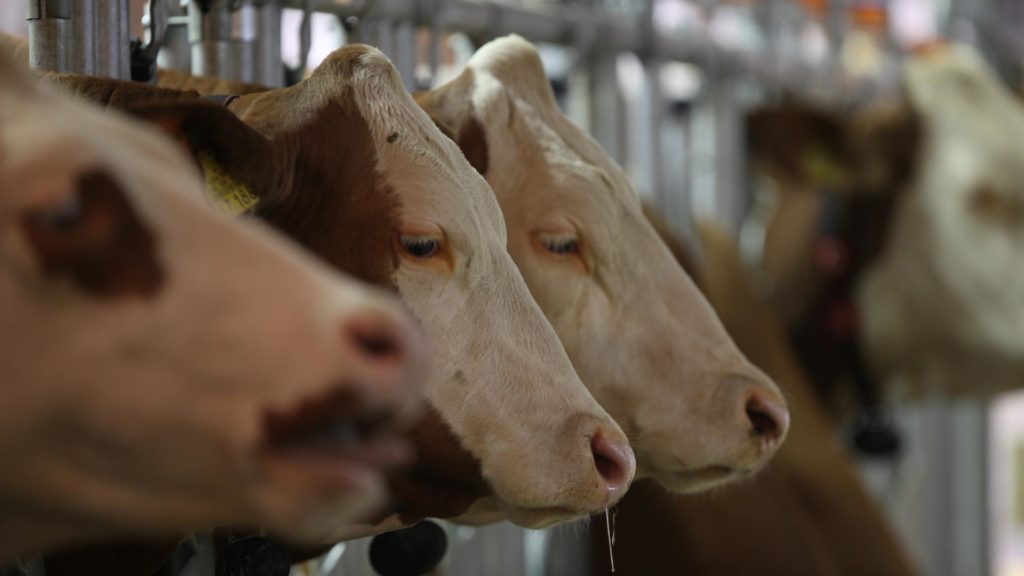 Antibiotikaabgabe in der Tiermedizin erneut gesunken