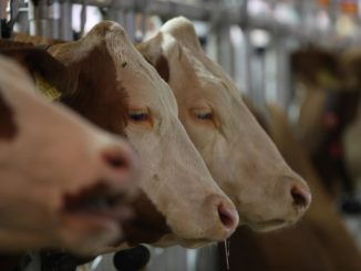 Antibiotikaabgabe in der Tiermedizin erneut gesunken