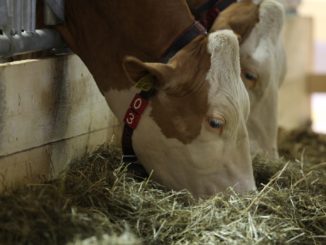 Erzeugerpreise landwirtschaftlicher Produkte weiter rückläufig