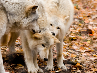 Jäger-Präsident will auffällige Wolfsrudel komplett abschießen