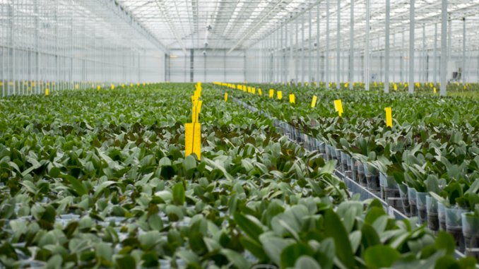 Pflanzenzucht (über cozmo news)