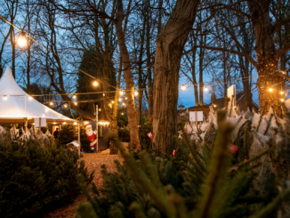 Import von Weihnachtsbäumen bricht ein