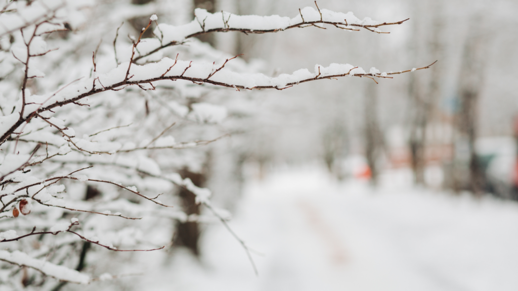 Schnee auf einem Baum (über cozmo news)