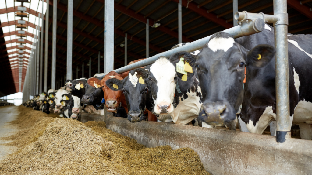 Erzeugerpreise landwirtschaftlicher Produkte sinken weiter deutlich