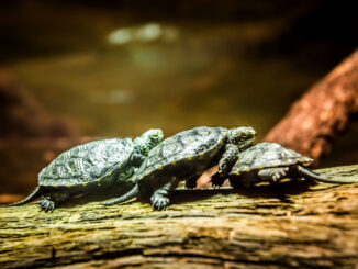 SEA LIFE Berlin heißt Meeresbotschafter willkommen – 15 Schildkrötenbabys ziehen ein