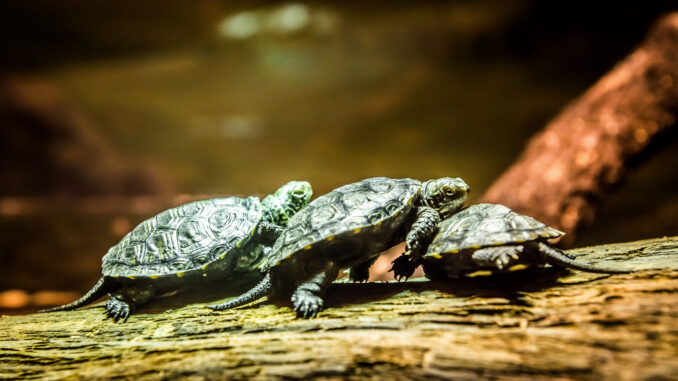 Babyschildkröten (über SEA LIFE Berlin)