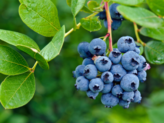 Strauchbeerenernte 2023 leicht gesunken