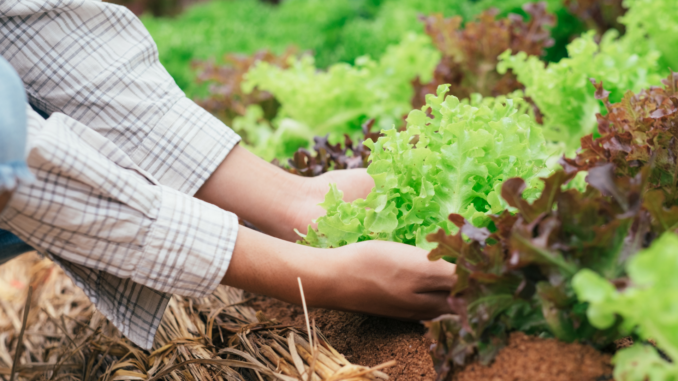 Salaternte (über cozmo news)