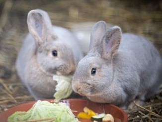 Osterhase macht Halt im Nürnberger Tiergarten