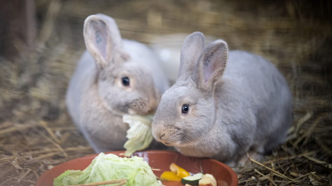 Luxkaninchen (über Thomas Hahn / Tiergarten Stadt Nürnberg)