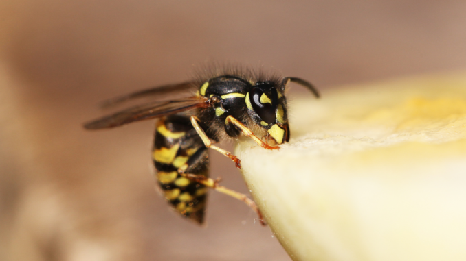 Wespe (über cozmo news)