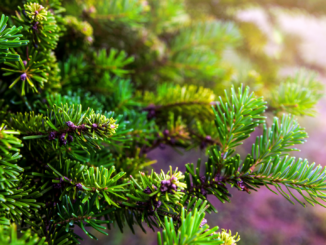 Noch 100 Tage bis Weihnachten: Weihnachtsbaumproduzenten geben Trends zu Preisen bekannt