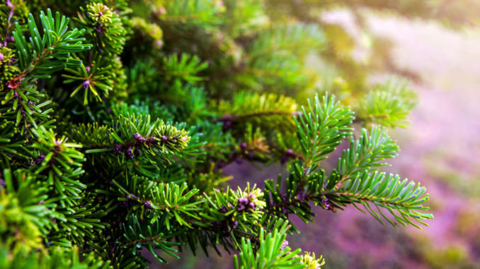 Nordmanntanne (über SERSOL)