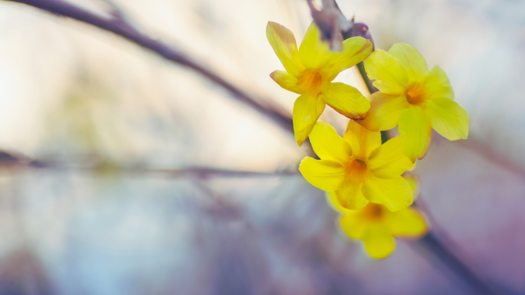 Winter ade: Tipps vom Gartenbauexperten für den erfolgreichen Start ins neue Gartenjahr Winter ade: Tipps vom Gartenbauexperten für den erfolgreichen Start ins neue Gartenjahr