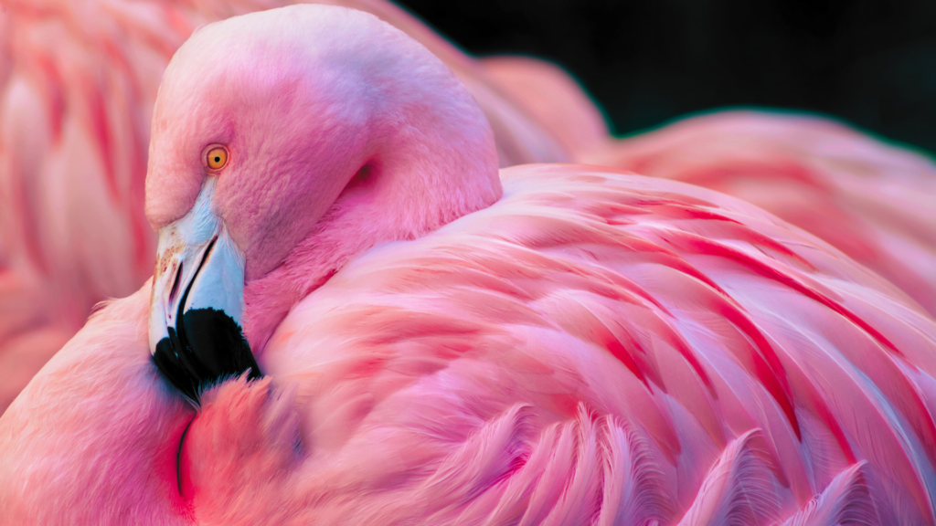 Keine Vogelgrippe im Tiergarten Nürnberg: Häuser öffnen wieder Keine Vogelgrippe im Tiergarten Nürnberg: Häuser öffnen wieder