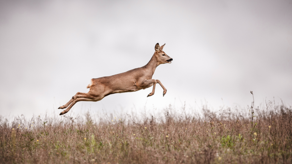 Wildunfälle im Straßenverkehr: Ein unterschätztes Risiko