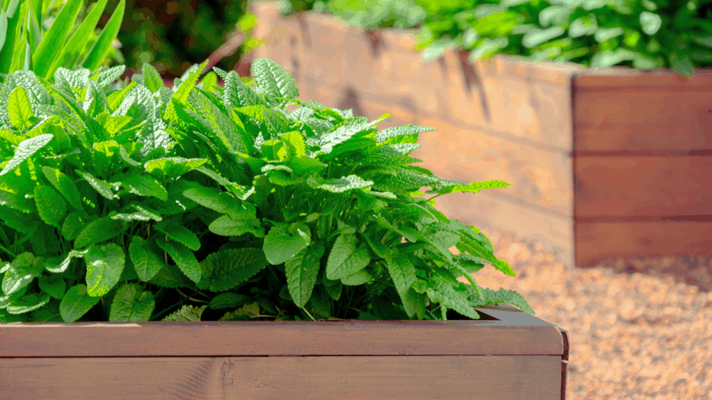 Aromatische Kräuterpracht: So gelingt die DIY-Kräuterzucht im Hochbeet