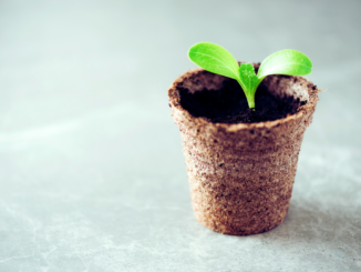 Torffrei gärtnern: Naturschutz beginnt im Garten