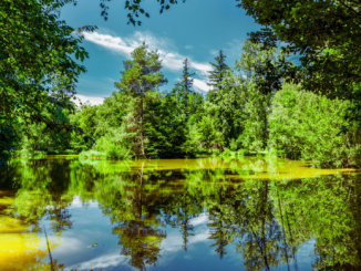 Neues Ranking zeigt: Der beliebteste Wald Deutschlands kommt aus Franken