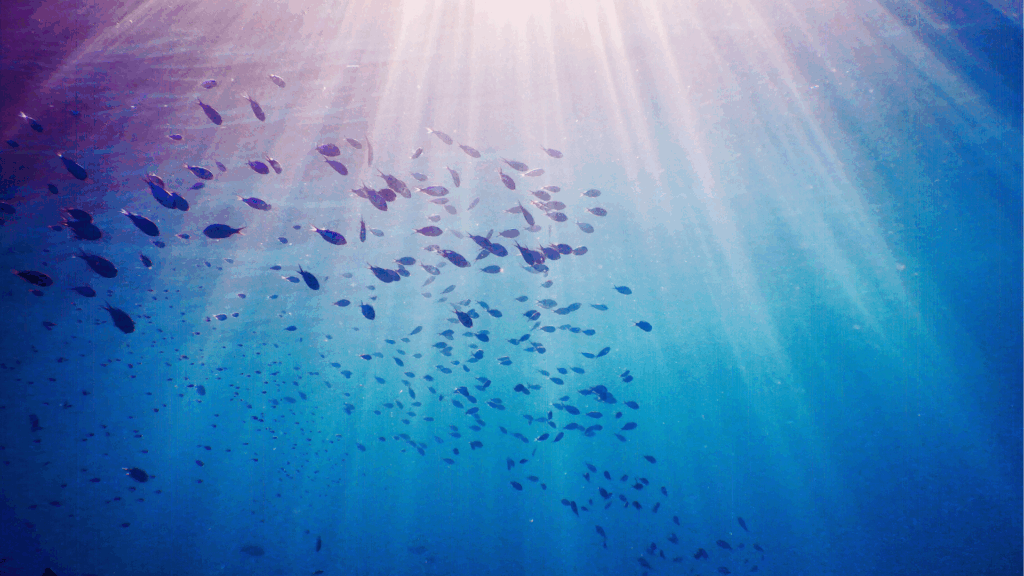 OZEANKOLLAPS 2025: Fischsterben, verseuchte Zuchtanlagen & Güllegau treiben Meere in den Abgrund