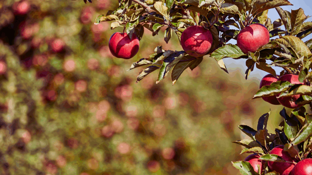 Vom Aussterben bedroht – und jetzt gefragt wie nie: Alte Sorten im Gartentrend Vom Aussterben bedroht – und jetzt gefragt wie nie: Alte Sorten im Gartentrend
