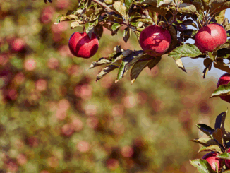 Vom Aussterben bedroht – und jetzt gefragt wie nie: Alte Sorten im Gartentrend