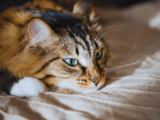 EU-Parlament stärkt Tierschutz – Schärfere Regeln gegen illegalen Haustierhandel