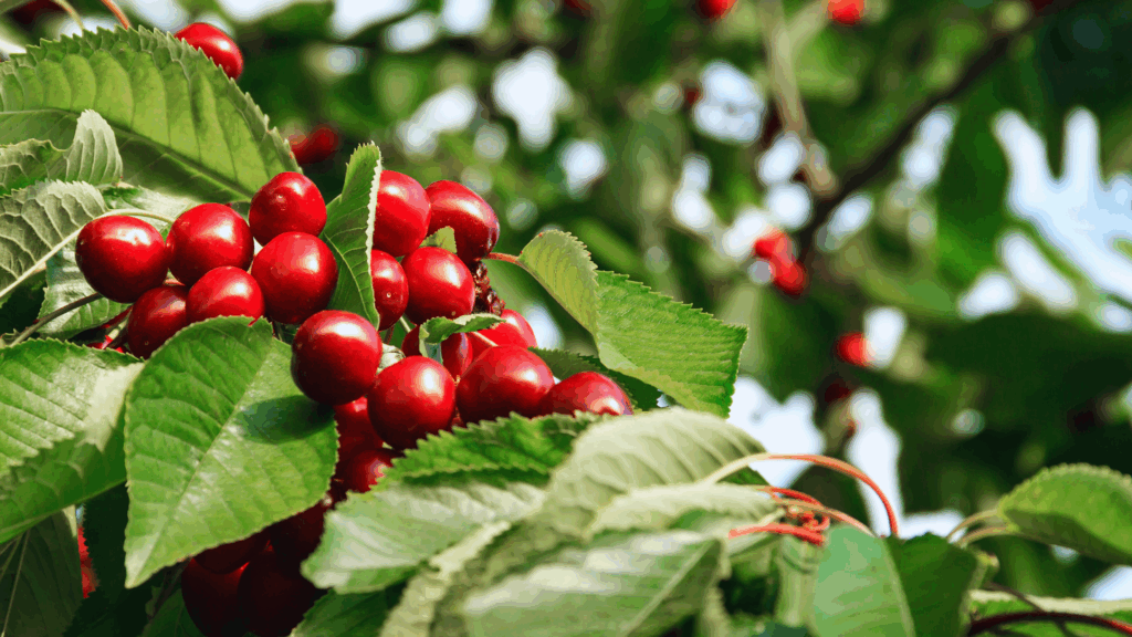 Rekordsommer für Kirschen: So viel Ernte gab’s seit Jahren nicht!