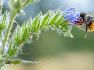 Wie aus einem Topf voll Erde ein Paradies für Wildbienen wird