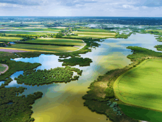 Sechs Jahre „Rettet die Bienen!“ – Zwischenbilanz zeigt Licht und Schatten