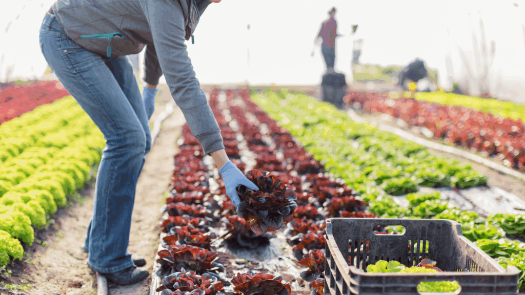 Vorstoß zur Mindestlohnsenkung für Saisonarbeitskräfte spaltet Agrarpolitik: Kritik an Bauernverband wächst Vorstoß zur Mindestlohnsenkung für Saisonarbeitskräfte spaltet Agrarpolitik: Kritik an Bauernverband wächst