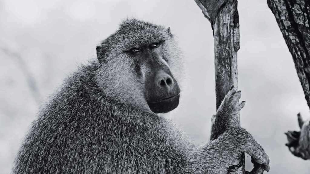Tötung als Lösung? Der Tiergarten Nürnberg offenbart ein Armutszeugnis des Artenschutzes