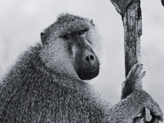 Tötung als Lösung? Der Tiergarten Nürnberg offenbart ein Armutszeugnis des Artenschutzes