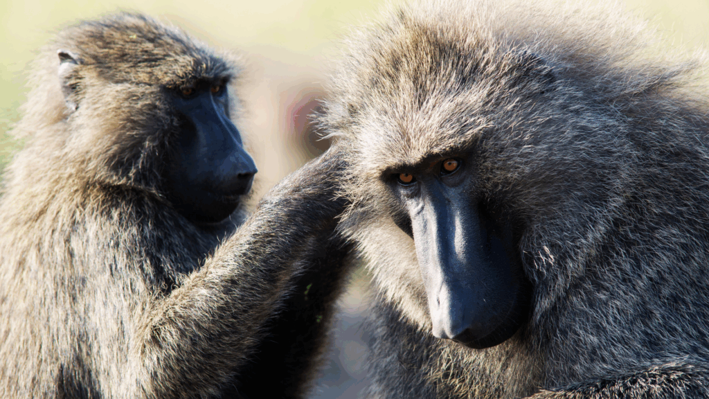 Tiergarten Nürnberg: „Wir bitten um Verständnis“ – Wie der Tod von zwölf Pavianen zur Randnotiz degradiert wird
