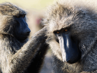 Tiergarten Nürnberg: „Wir bitten um Verständnis“ – Wie der Tod von zwölf Pavianen zur Randnotiz degradiert wird