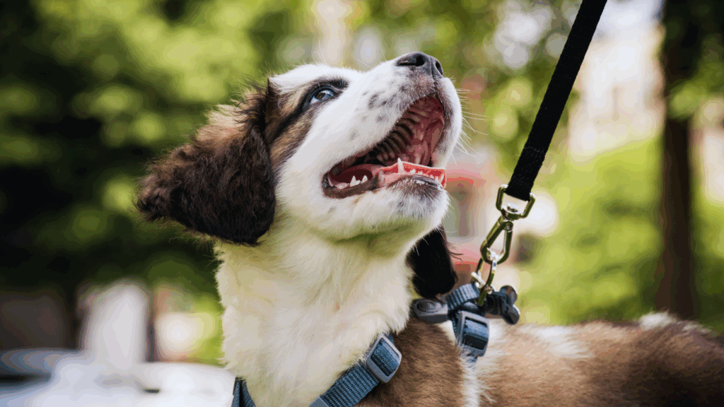 Sturz durch Hundeleine: Bundesgerichtshof bestätigt Halterhaftung – Versicherungsschutz unerlässlich