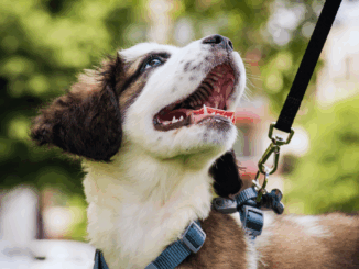 Sturz durch Hundeleine: Bundesgerichtshof bestätigt Halterhaftung – Versicherungsschutz unerlässlich