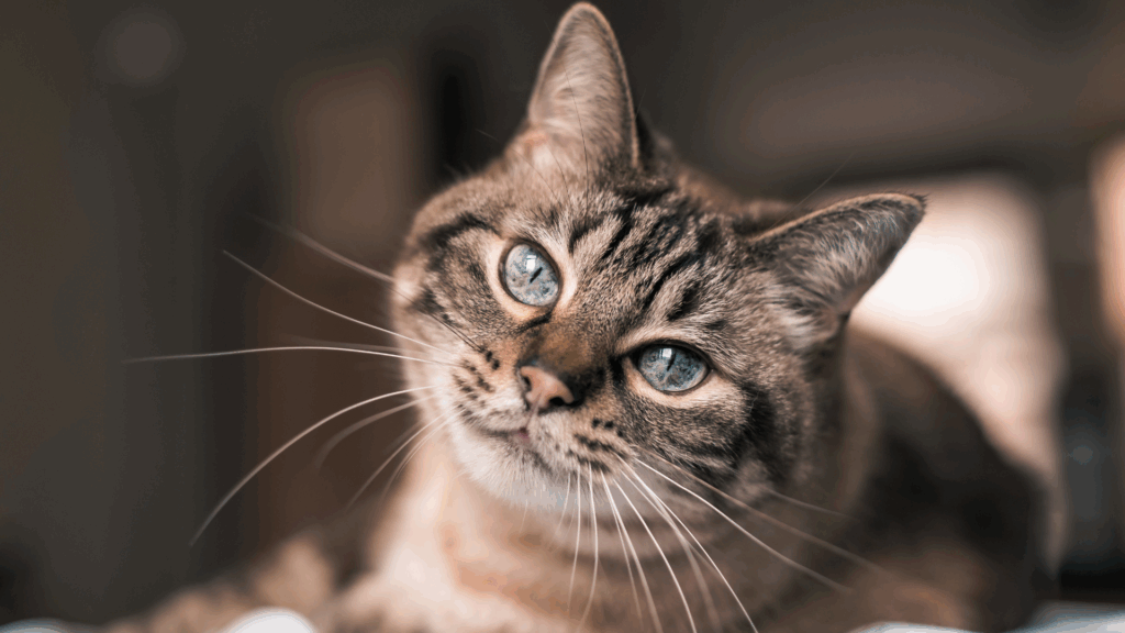 Zu wenig Liebe, zu viele Zweifel: Mann bekommt Katzen nicht zurück