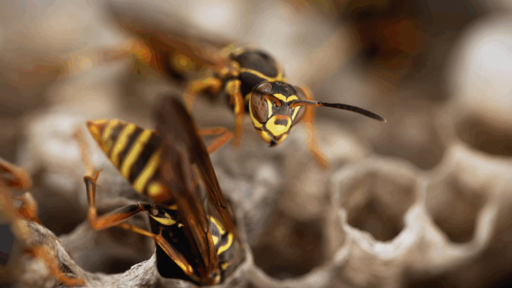 Gefährlicher Selbstversuch: Wespennester nie auf eigene Faust beseitigen Gefährlicher Selbstversuch: Wespennester nie auf eigene Faust beseitigen