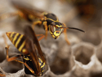 Gefährlicher Selbstversuch: Wespennester nie auf eigene Faust beseitigen