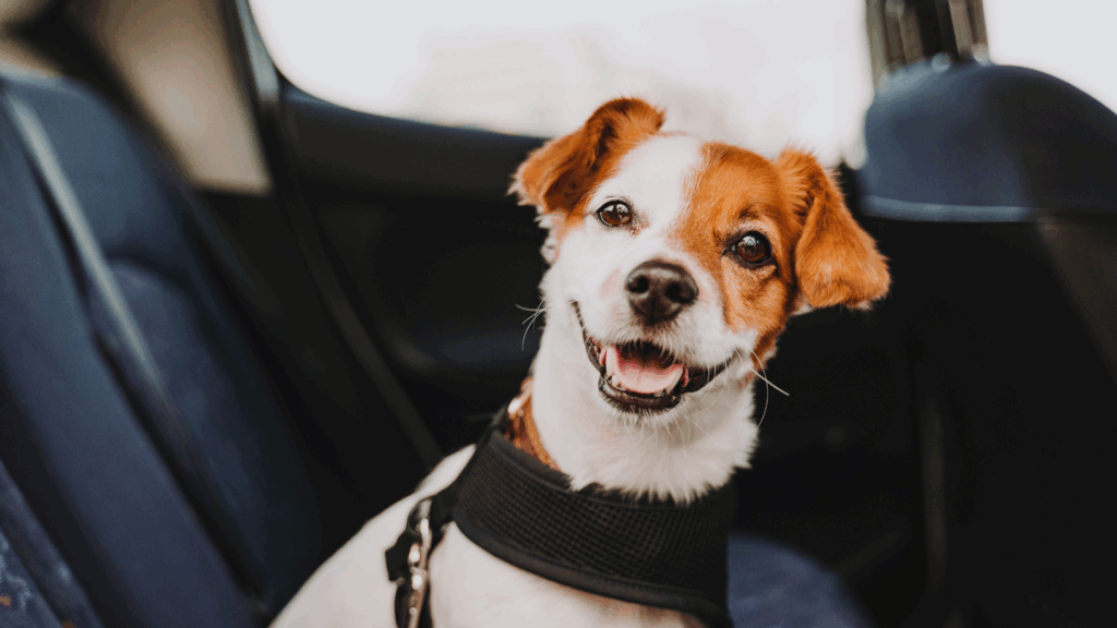Gut gesichert unterwegs: Ratgeber für den sicheren Transport von Haustieren im Auto Gut gesichert unterwegs: Ratgeber für den sicheren Transport von Haustieren im Auto