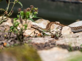 Gefährdete Schönheit: Tiergarten Nürnberg nimmt Kreuzottern auf – Reptil des Jahres 2024 zieht in neues Gehege