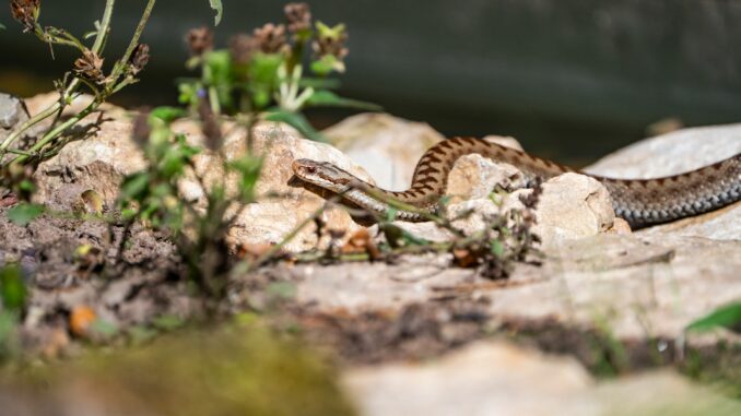 Kreuzotter (über Tom Burger / Tiergarten Stadt Nürnberg)
