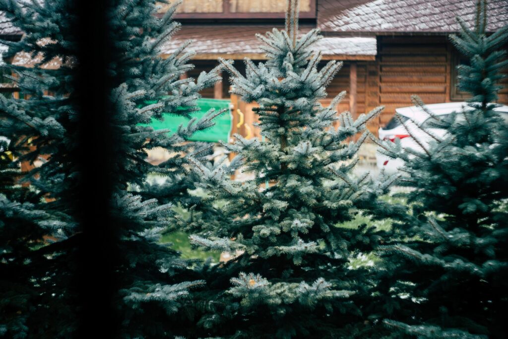 Weihnachtsbäume 2025: Preise steigen – echter Baum bleibt gefragt