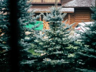 Weihnachtsbäume 2025: Preise steigen – echter Baum bleibt gefragt