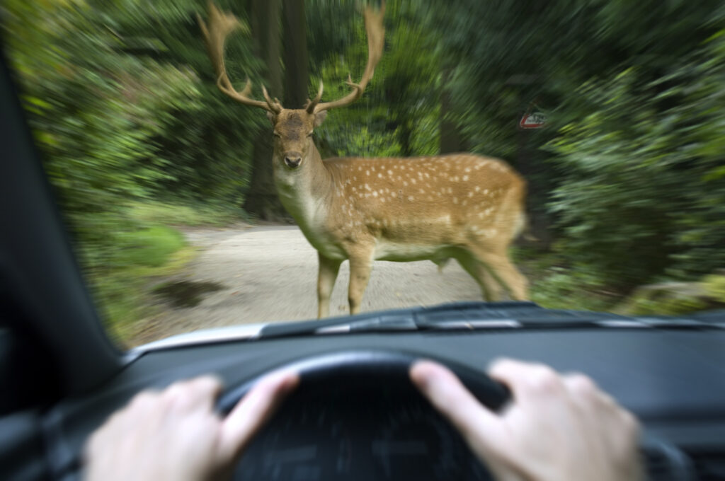 Wildunfälle im Herbst: Warum jetzt 10 % mehr Gefahr auf Deutschlands Straßen droht